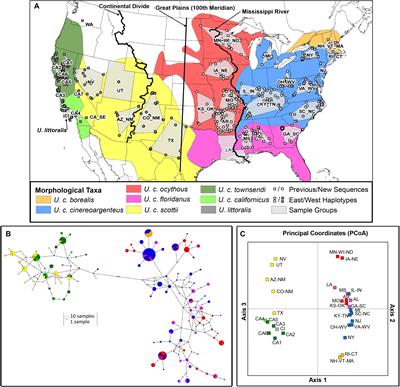 Mitochondrial Genomes of the United States Distribution of Gray Fox (Urocyon cinereoargenteus) Reveal a Major Phylogeographic Break at the Great Plains Suture Zone